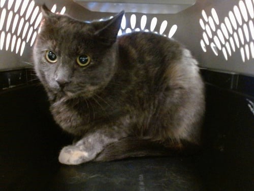CRYSTAL LIGHT - Domestic Short Hair for adoption in Oklahoma City