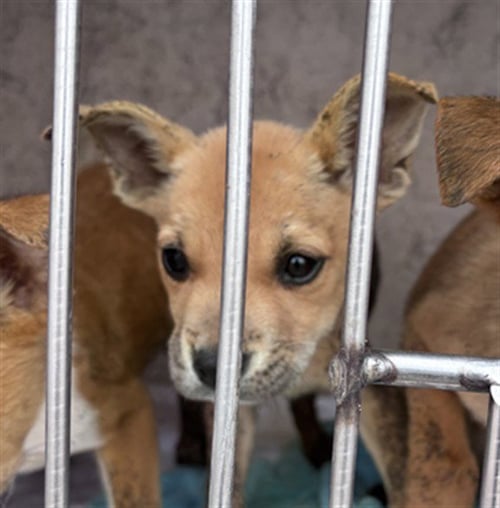 A474858 - Terrier available for adoption