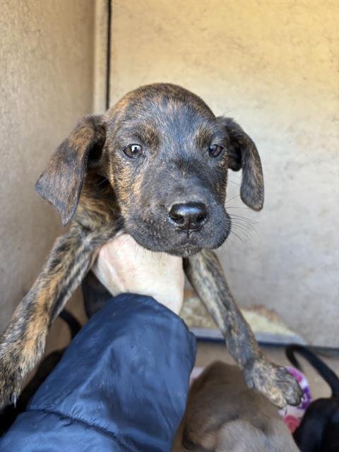 A468414 - Cane Corso Mastiff available for adoption