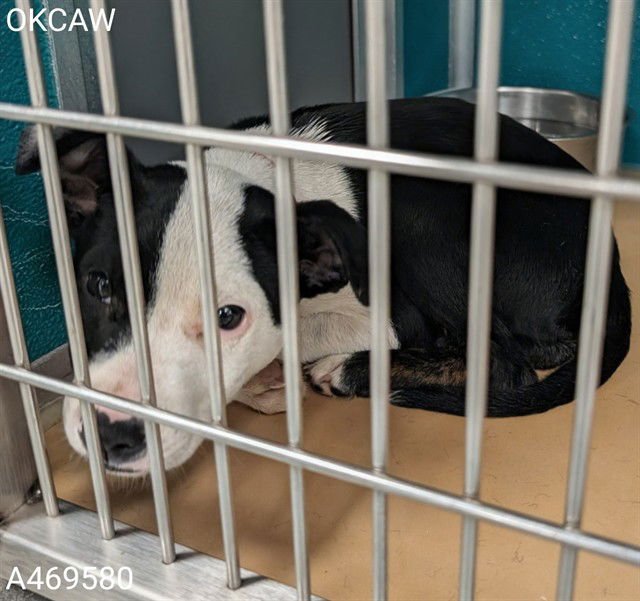 A469580 - Terrier available for adoption