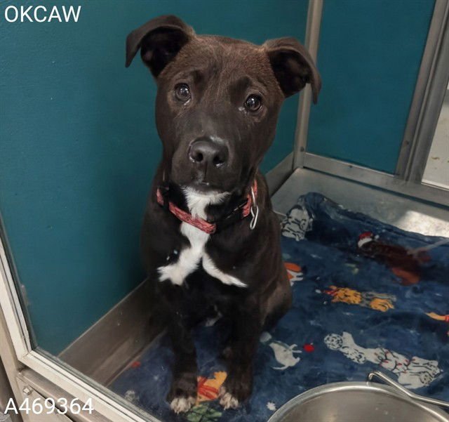 A469364 - American Pit Bull Terrier available for adoption