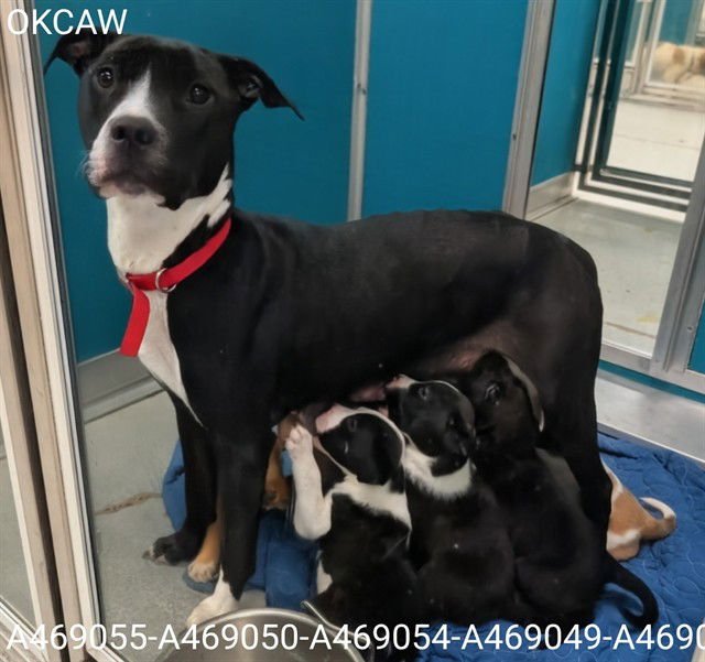 SODAPOP - Pit Bull Terrier available for adoption