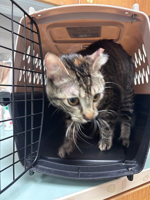 PEPPER - Domestic Short Hair available for adoption