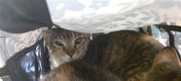 SADY - Photo 1