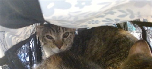 SADY - Domestic Short Hair available for adoption