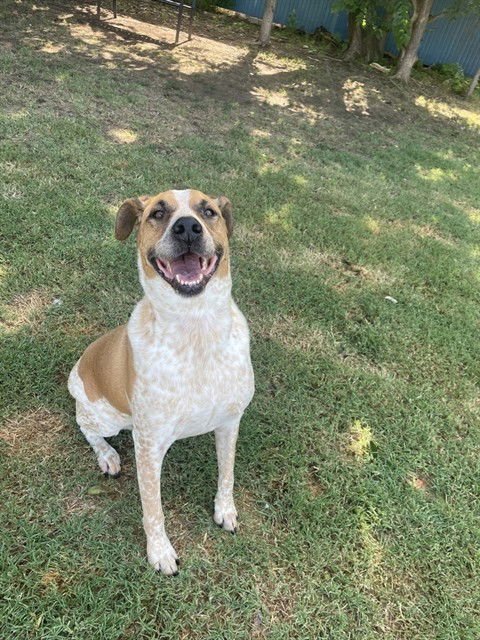 RIGGS - Australian Cattle Dog/Blue Heeler available for adoption