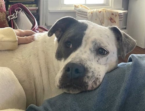 LILO - Pit Bull Terrier available for adoption