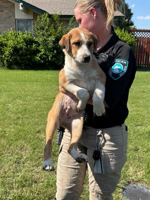 A474496 - Australian Shepherd available for adoption