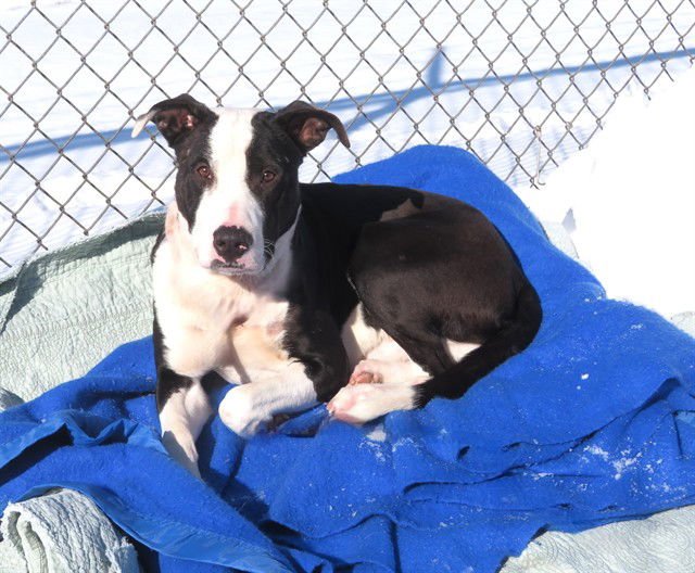 MOO - Pit Bull Terrier available for adoption