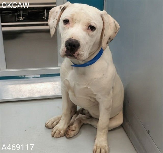 A469117 - American Pit Bull Terrier available for adoption