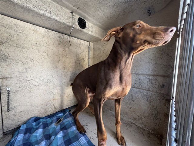 RUBY - Doberman Pinscher available for adoption