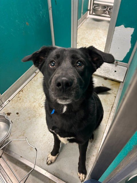 WINNIE - Border Collie / Labrador Retriever available for adoption