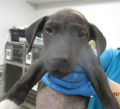 A472731 - American Pit Bull Terrier available for adoption