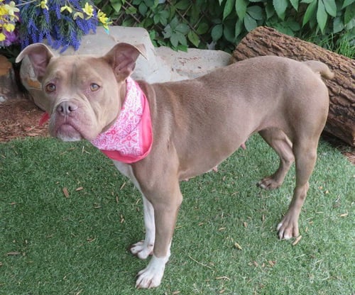 ROSEY - American Pit Bull Terrier available for adoption