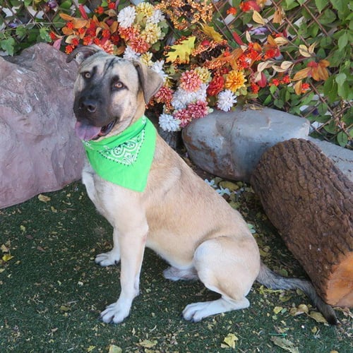 LARRY - Anatolian Shepherd available for adoption