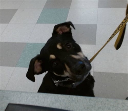 A471936 - German Shepherd Dog available for adoption