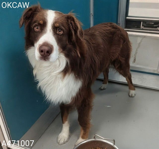 TEDDY - Australian Shepherd available for adoption