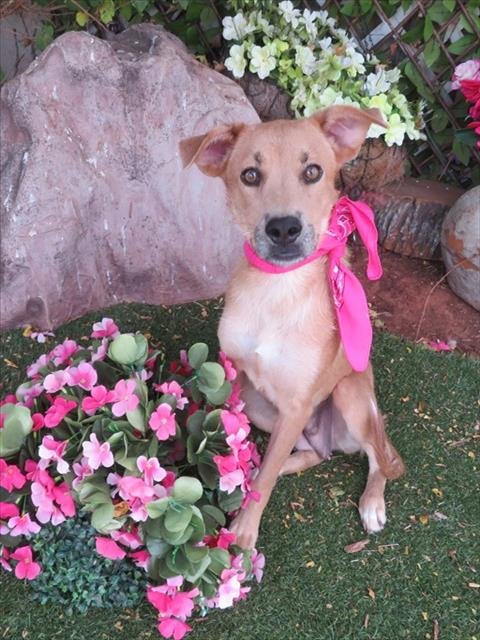 SHILO - Black Mouth Cur / Labrador Retriever available for adoption