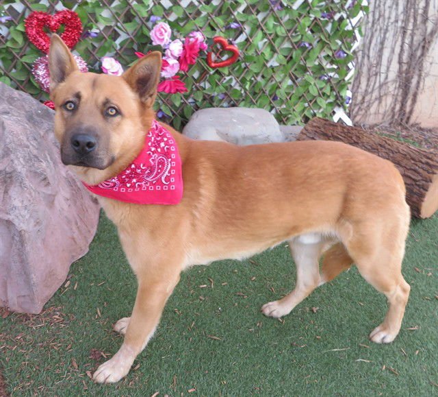 LUKE - Anatolian Shepherd available for adoption