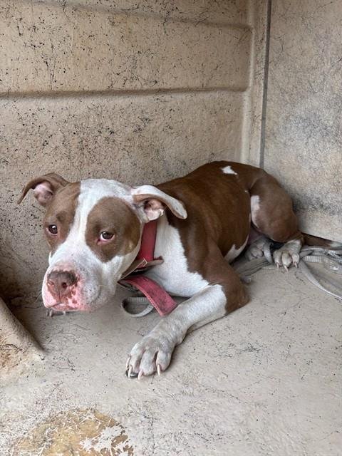 SISTER - American Pit Bull Terrier available for adoption