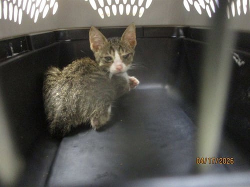 A472904 - Domestic Short Hair available for adoption
