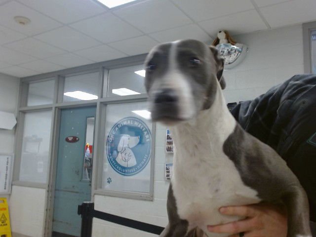 ROCKY - American Pit Bull Terrier available for adoption