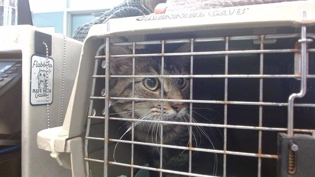 SHAMROCK - Domestic Short Hair available for adoption