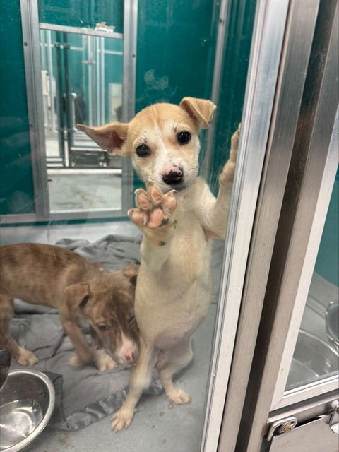 ROSA - Pit Bull Terrier / Siberian Husky available for adoption