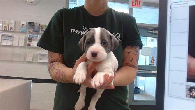 A468940 - Pit Bull Terrier available for adoption