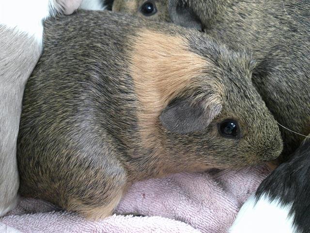 A469667 - Guinea Pig available for adoption