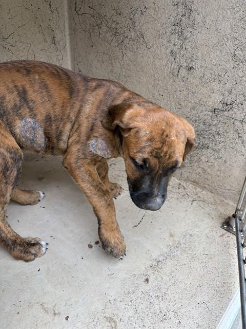 A476247 - Pit Bull Terrier available for adoption