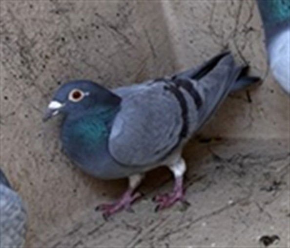 A469160 - Pigeon available for adoption