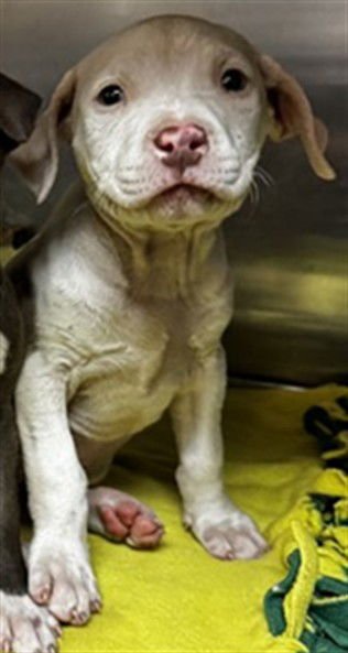 A468265 - American Pit Bull Terrier available for adoption