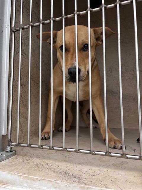 A468034 - Australian Cattle Dog/Blue Heeler available for adoption