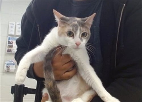 SELINA - Domestic Short Hair for adoption in Oklahoma City