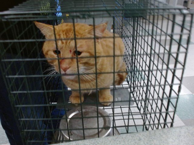 A468766 - Domestic Short Hair available for adoption