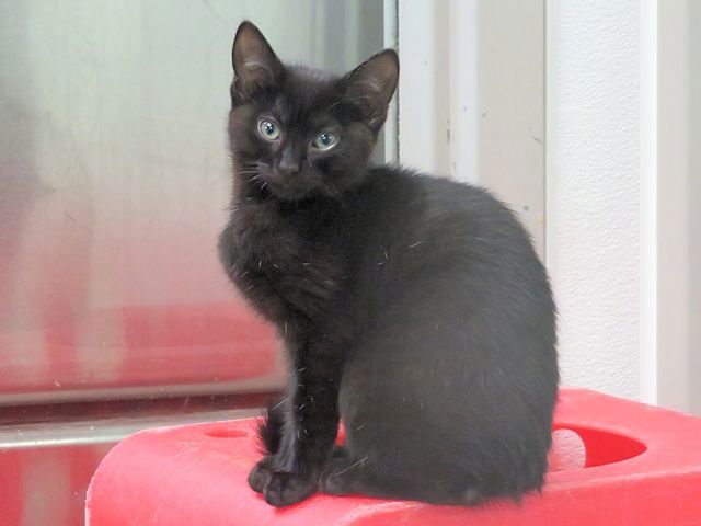 A469039 - Domestic Short Hair available for adoption