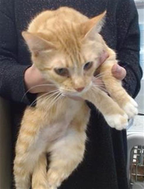 NIKKI - Domestic Short Hair available for adoption