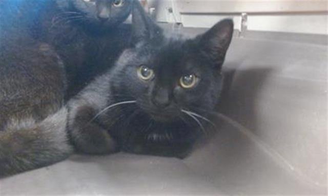 A468566 - Domestic Short Hair available for adoption