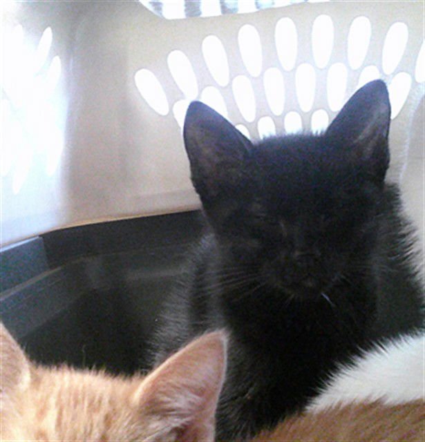 A467840 - Domestic Short Hair available for adoption