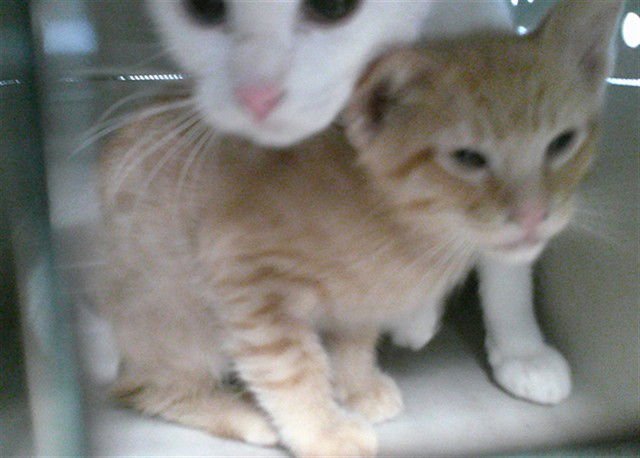 A467836 - Domestic Short Hair available for adoption