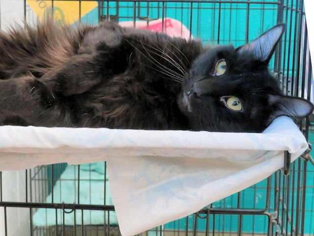 BEAR - Domestic Medium Hair available for adoption