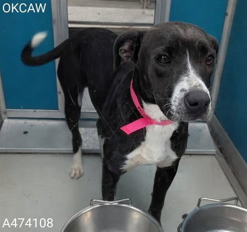 MISSY - Hound / Pit Bull Terrier available for adoption