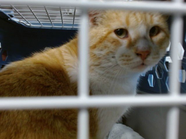 A468986 - Domestic Short Hair available for adoption