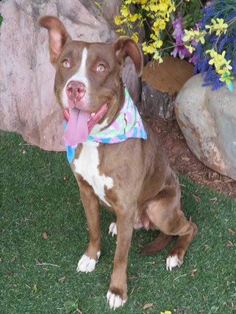 CARMEL - Pit Bull Terrier available for adoption