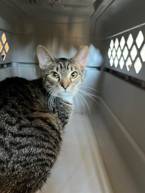 A469434 - Domestic Short Hair available for adoption