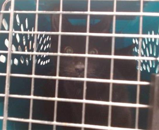 A468142 - Domestic Short Hair available for adoption