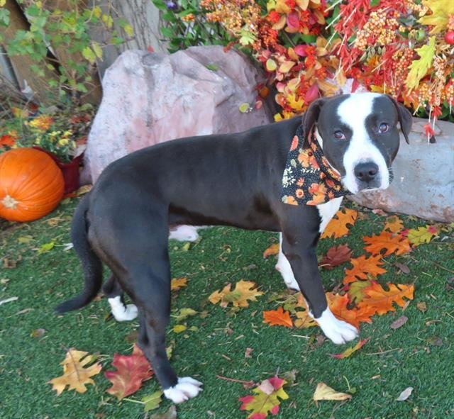 DODGER - American Bulldog available for adoption