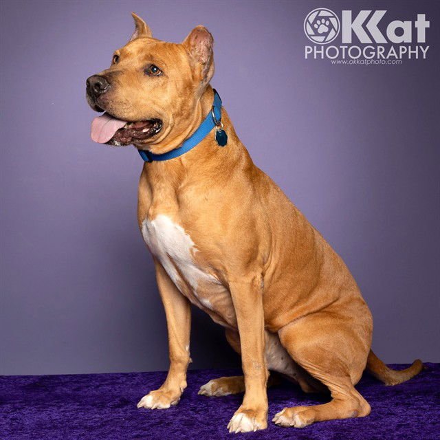 HOBART - Pit Bull Terrier available for adoption
