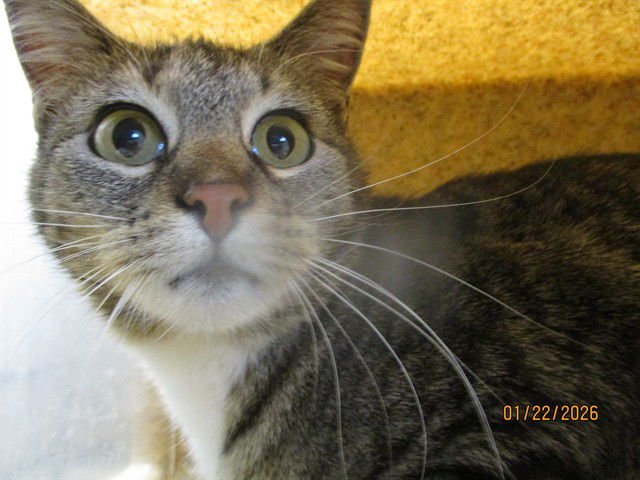 A468830 - Domestic Short Hair available for adoption